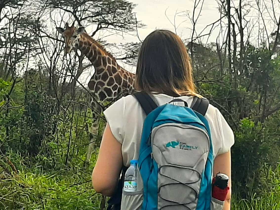 Giraffenpirsch im Lake Mburo Nationalpark in Uganda