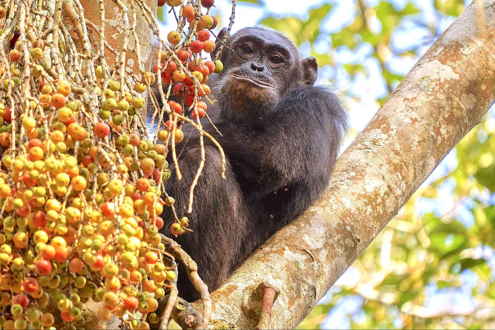 Schimpansen im Kibale Forest Nationalpark in Uganda